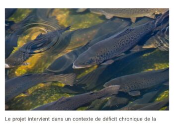 Aquaculture D’anciennes carrières au Ghana reconverties en bassins piscicoles
