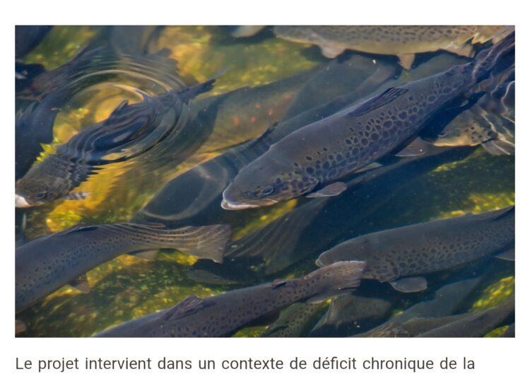 Aquaculture D’anciennes carrières au Ghana reconverties en bassins piscicoles